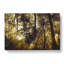 Sunlight Forest Vol.8 - Wrapped Canvas-61837796