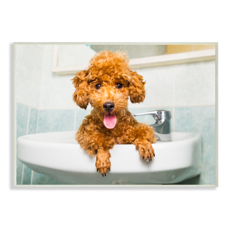 «Goldendoodle Puppy Sink Playtime», reproduction de photo sur plaque murale, 10 po x 15 po, Plaque murale