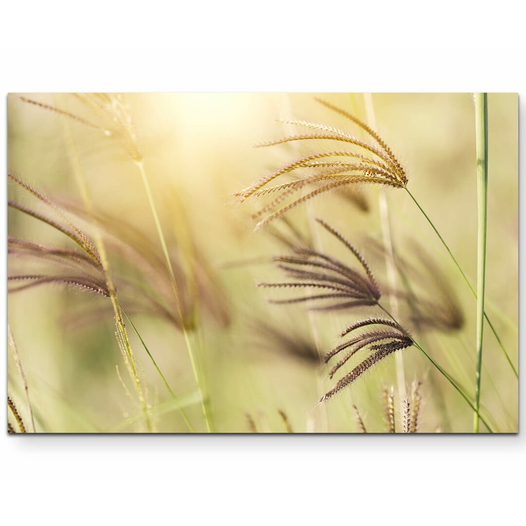 Leinwandbild Grashalme im Licht