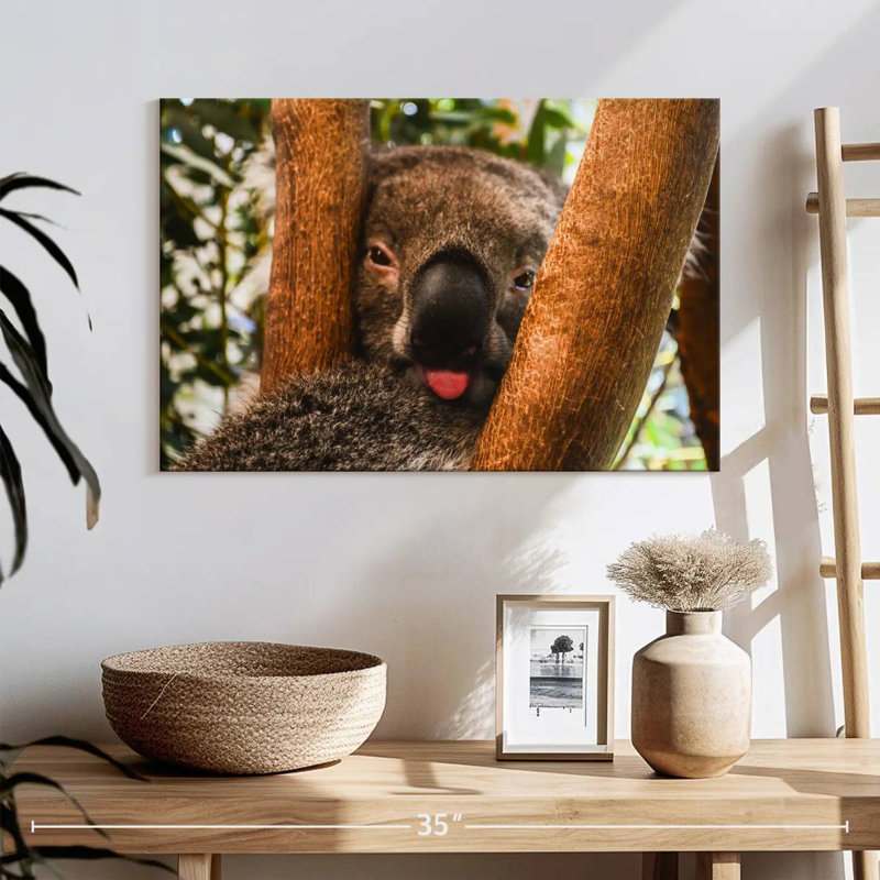 Roux drôle Koala, H 16 po x l 24 po