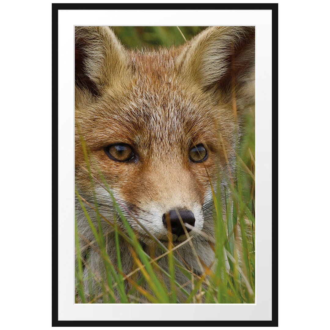 Gerahmtes Poster Junger Fuchs auf Wiese