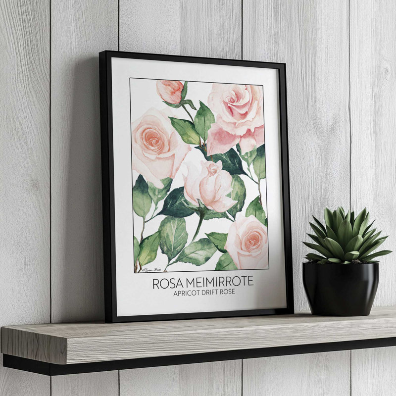 «Apricot Drift Rose» par Susan Ball, reproduction d'art, L 30 x H 40, Impression encadrée, Blanc