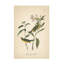 Art mural sur toile, fauve bolognaise III-101099297