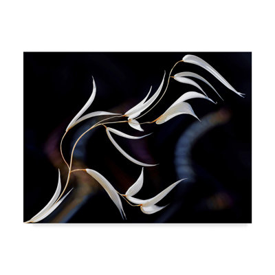 «The Voices of Nature» par Odoms, impression sur toile tendue