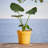 Saturn Traditional Plastic Indoor/Outdoor Round Planter with Saucer-310154100-353335653