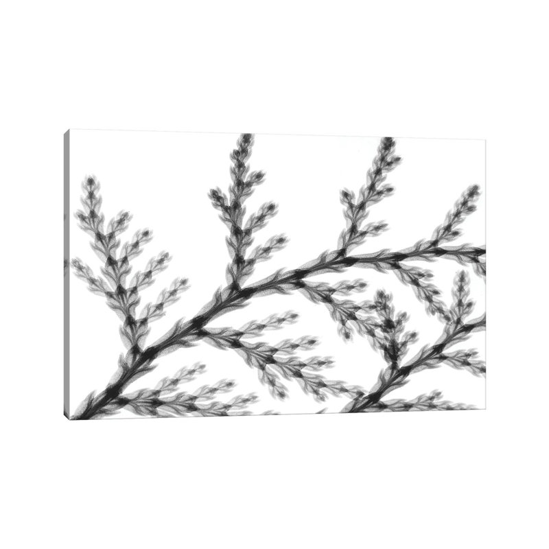 Natural Reach 1PC6, Wrapped Canvas, 66.04 cm H x 45.72 cm W x 3.175 cm D