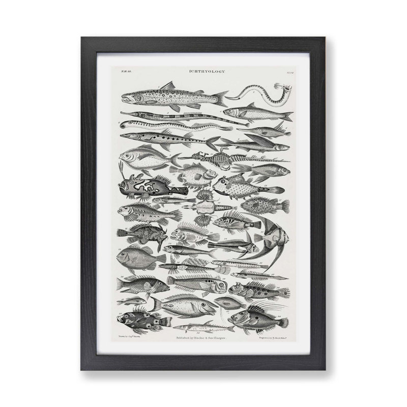 Study Of Fish XLVH by Oliver Goldsmith - Single Picture Frame Print, Black, 45cm H x 63cm W x 2cm D