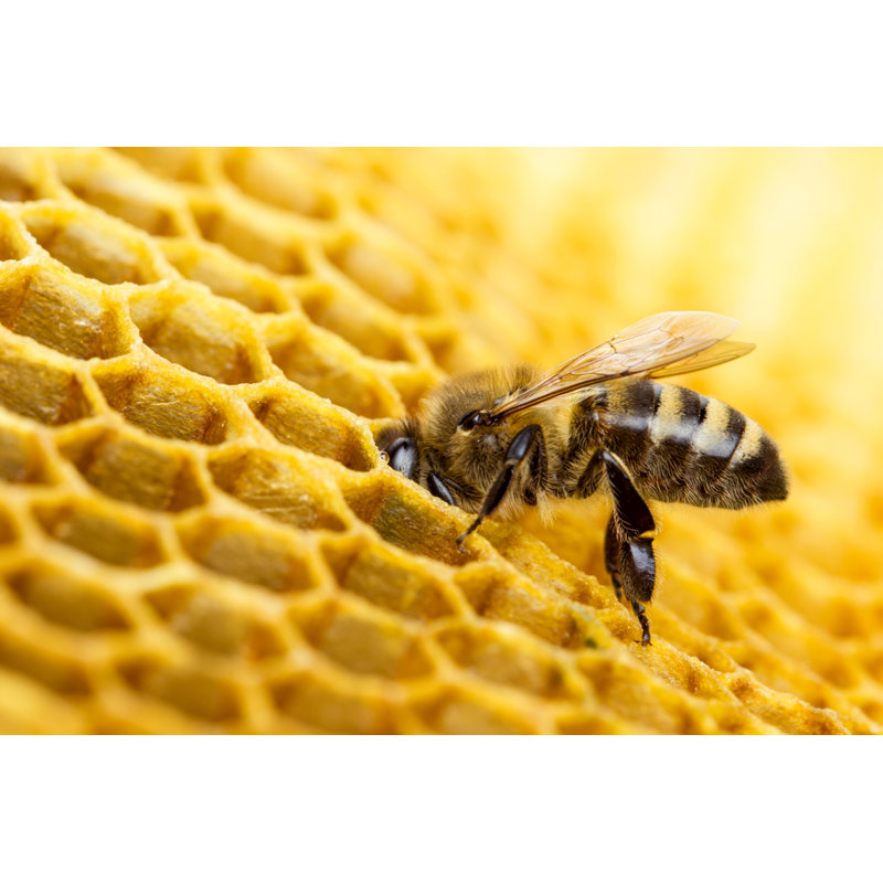 Bee - Wrapped Canvas Print, 30cm H x 46cm W x 3.8cm D