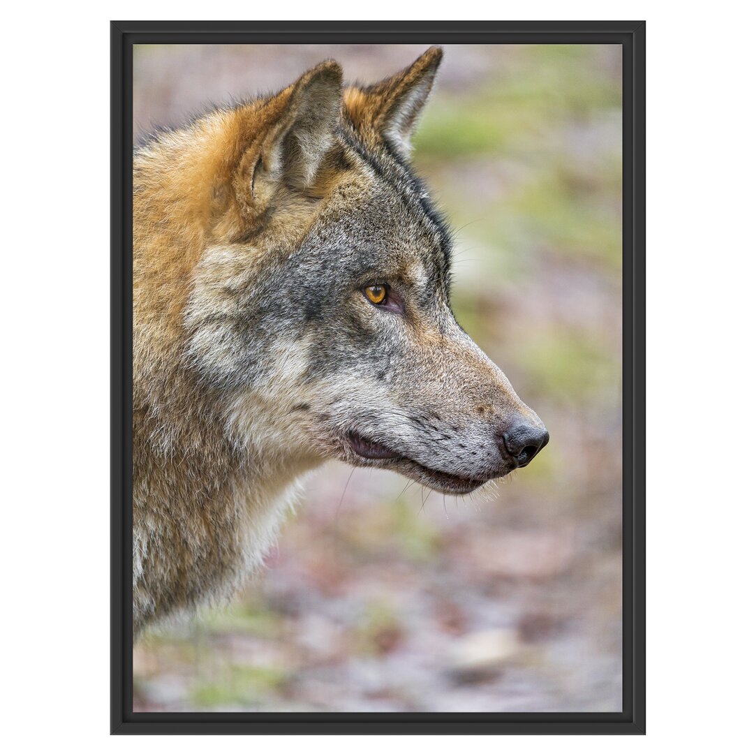 Gerahmtes Wandbild anmutiger Wolf