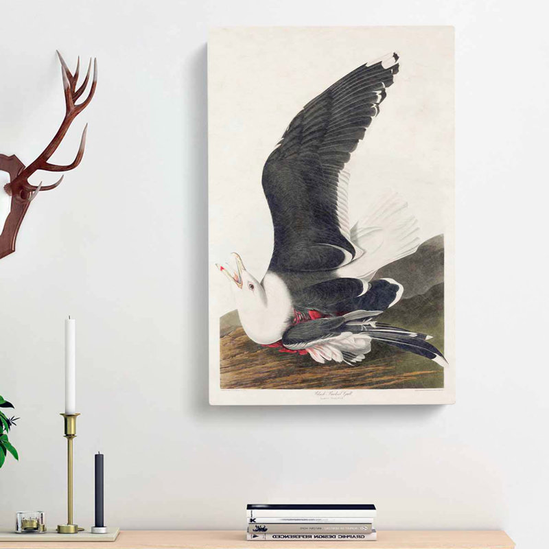 Black-Backed Gull - Wrapped Canvas Painting, 60cm H x 40cm W x 3cm D