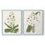 Impression encadrée Flore Albo I-Premium - prête à être accrochée - aucun clou requis - aucun clou requis-708635300-708635301