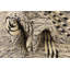Tapis noir et blanc Nathaniel