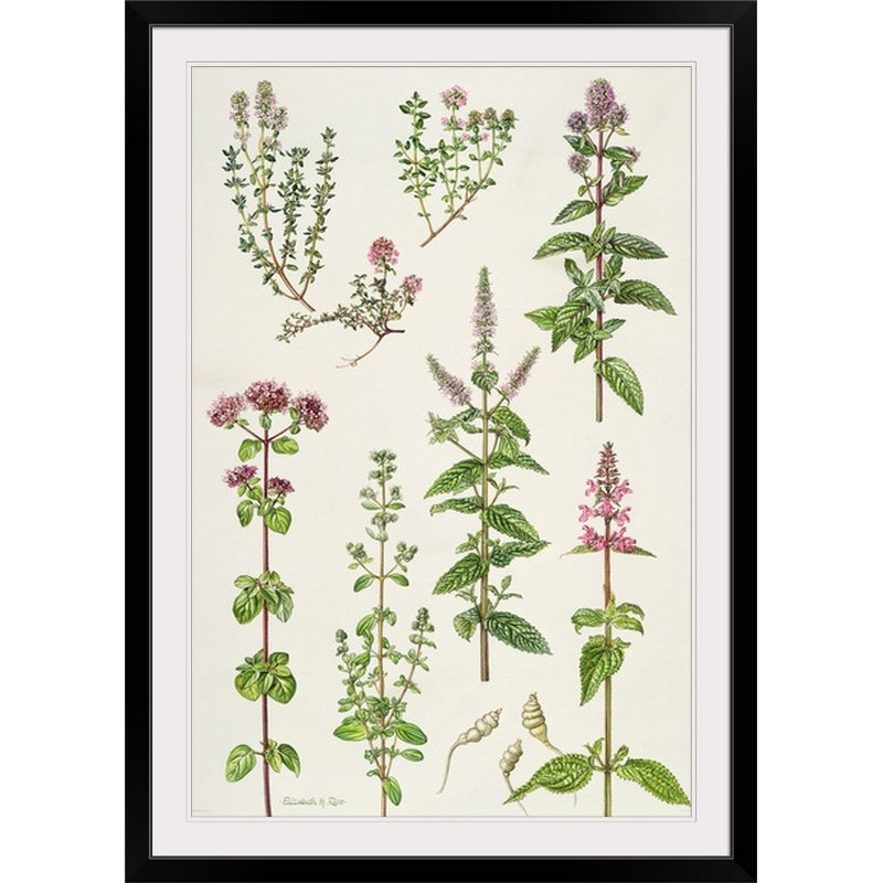 «Herbs Thym and Autre» par Elizabeth riz, H 26 po x l 20 po x P 1 po, Cadre noir