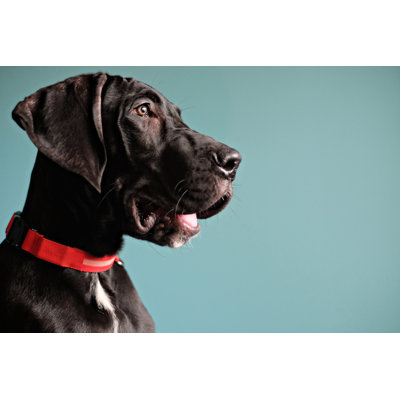 Black Great Dane by Realphoto