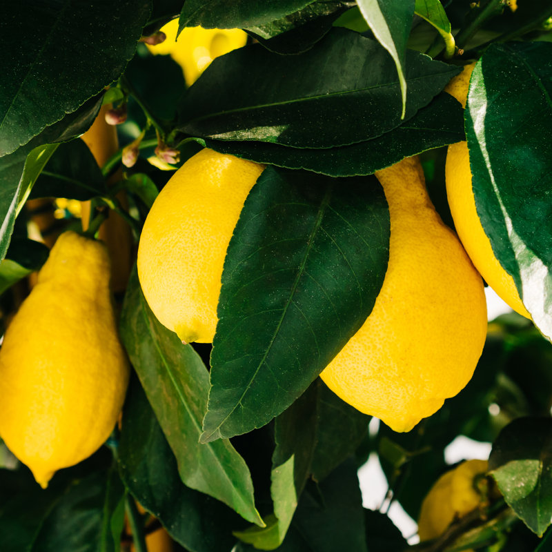 Citrons de la côte d'Amalfi, H 12 po x l 12 po x P 0,75 po, Cadre simple noir, Oui