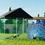 Snellville Chicken Run-1282182468