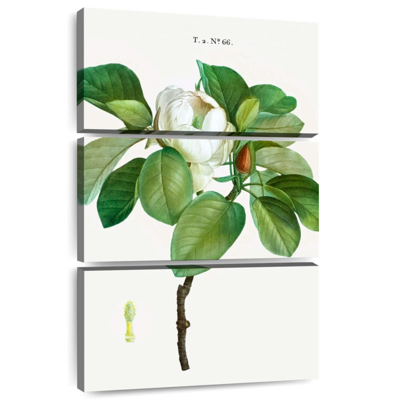 Harnek Magnolia Glauca, H 32 po x l 20 po
