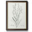 Botanical Study in Sage I - Peinture sur toile encadrée-1907806768
