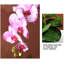 Simulated Floral Decorations, Fake Flowers In The Foyer TV Cabinet, And Potted Flowers For Desktop Decoration