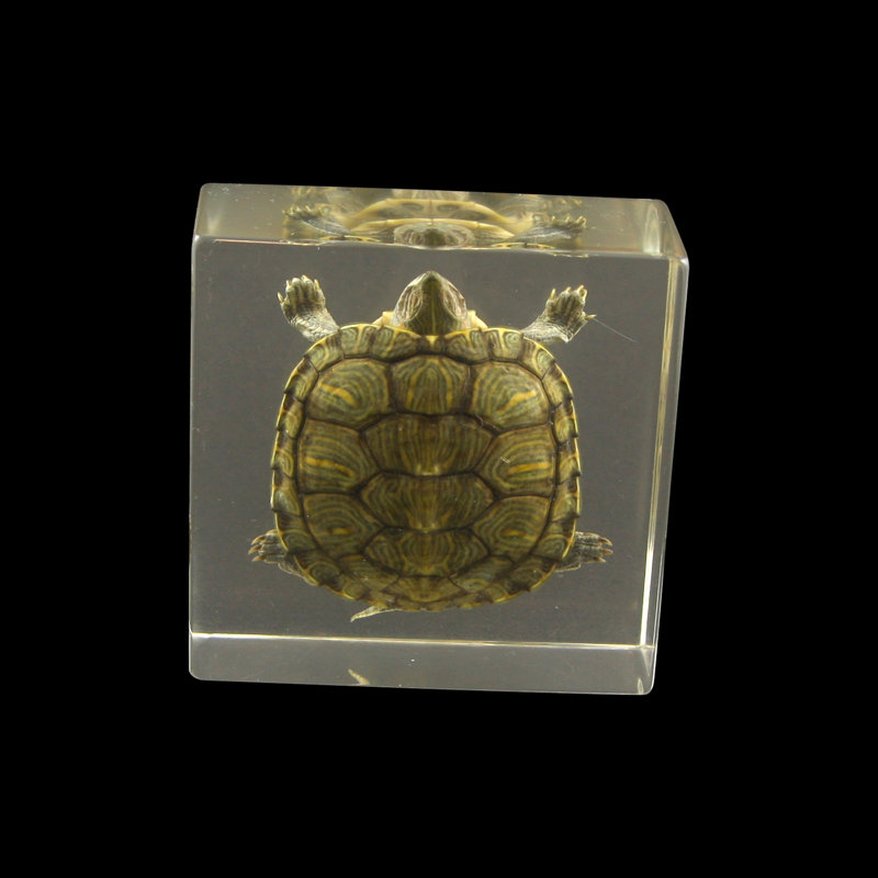 Presse-papiers tortue autaugaville