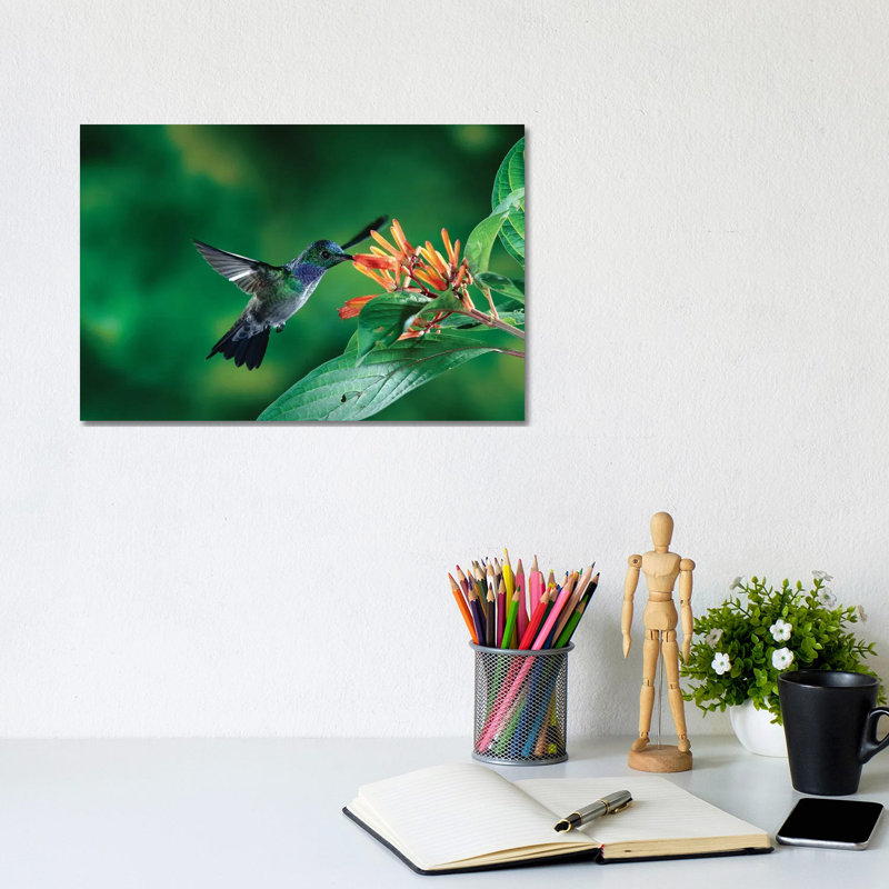 Blue-Chested Hummingbird Albino Male Feeding At And Pollinating Flowers Lowland Rainforest, Costa Rica by Michael & Patricia Fogden - Wrapped Canvas Print