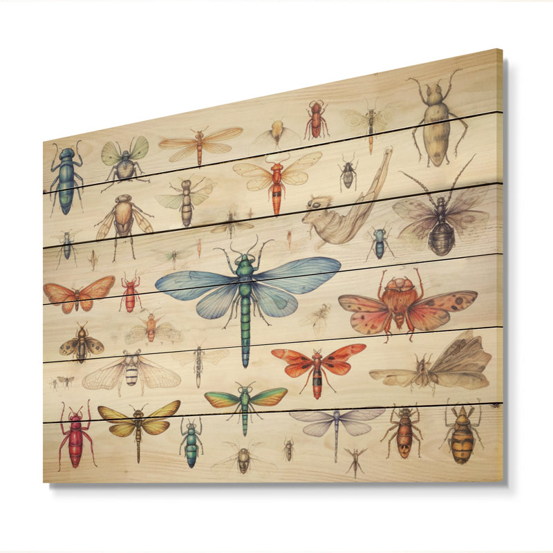 «Birdella Tiny Insect Wonders I» sur impression sur bois, H 10 po x l 20 po x P 0,78 po