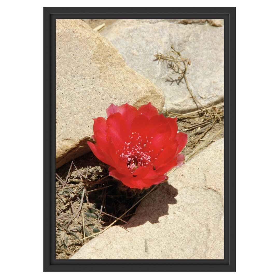 Gerahmtes Wandbild rote Kaktusblüte zwischen Steinen