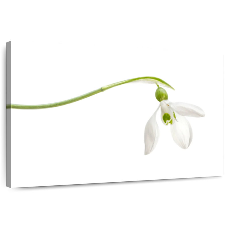 Harnek Elegant Snowdrop Flower