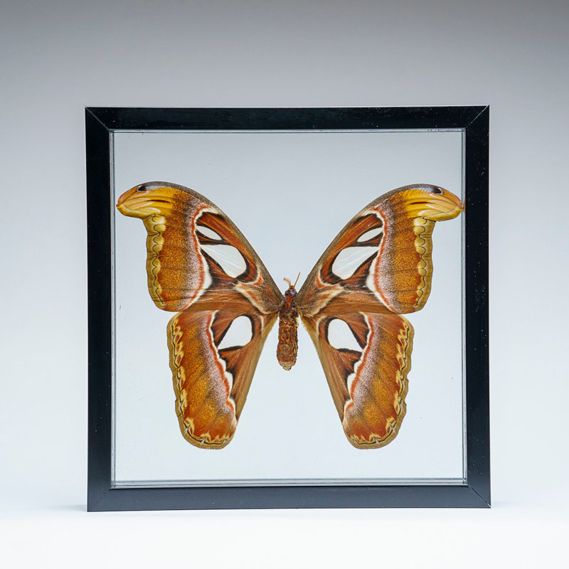 Single Genuine Attacus Atlas In Black Display Frame
