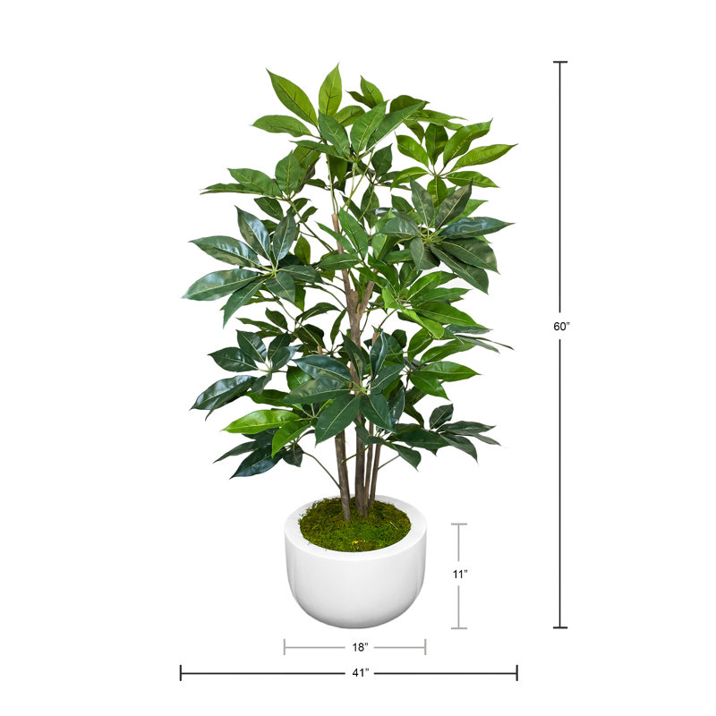 Organic Modern 5' Schefflera In Fiberstone Planter