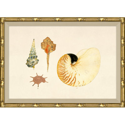 Malacology Study, Plate V