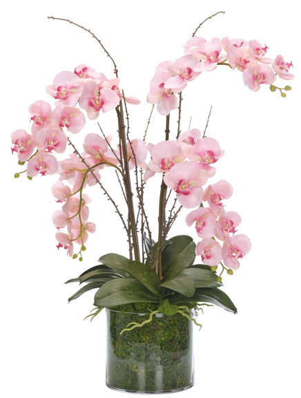 Phalaenopsis orchidée véritable, rose, cylindre en verre mousse, 2