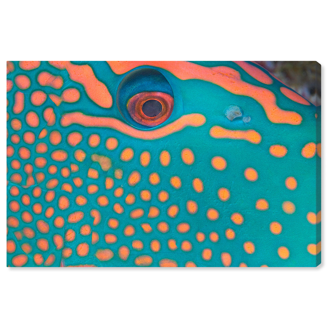Bicolor Parrot Fish I by David Fleetham - Wrapped Canvas Photographic Print Latitude Run®