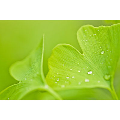 Ginkgo Biloba par Mmeemil