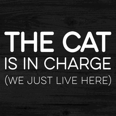 Chat en charge simple 2