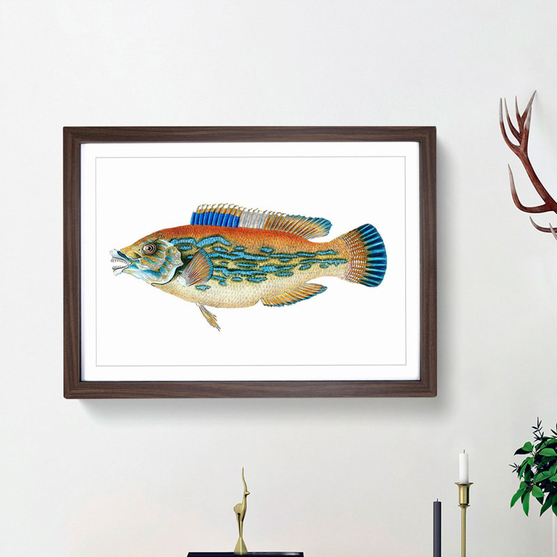 Striped Bass Fish by Edward Donovan - Picture Frame Art Print, 27cm H x 36cm W x 2cm D, Walnut Framed