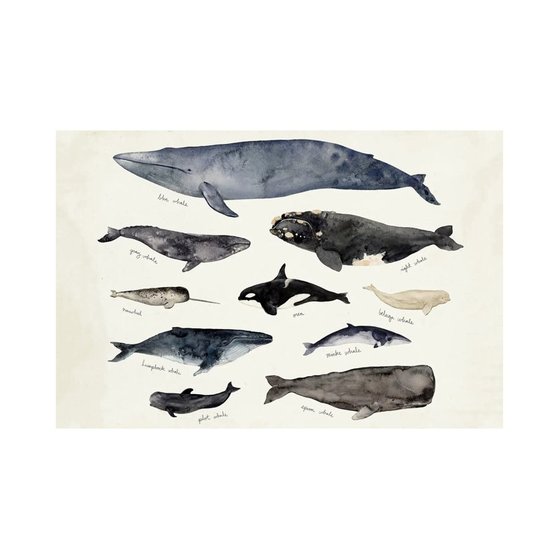 Whale Chart III by Victoria Barnes - Wrapped Canvas Painting, 101.6 cm H x 66.04 cm W x 1.91 cm D