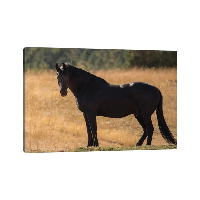Most Beautiful by Sally Linden - Wrapped Canvas Print, 66.04 cm H x 45.72 cm W x 3.175 cm D