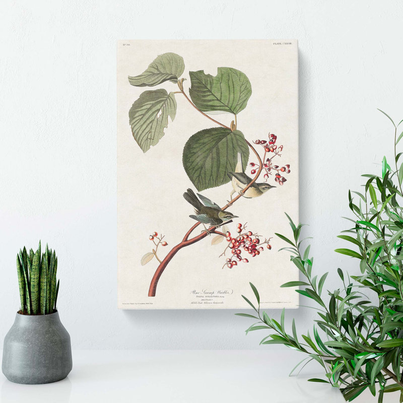 Pine Swamp Warbler by John Audubon - Wrapped Canvas, 50cm H x 35cm W x 3cm D