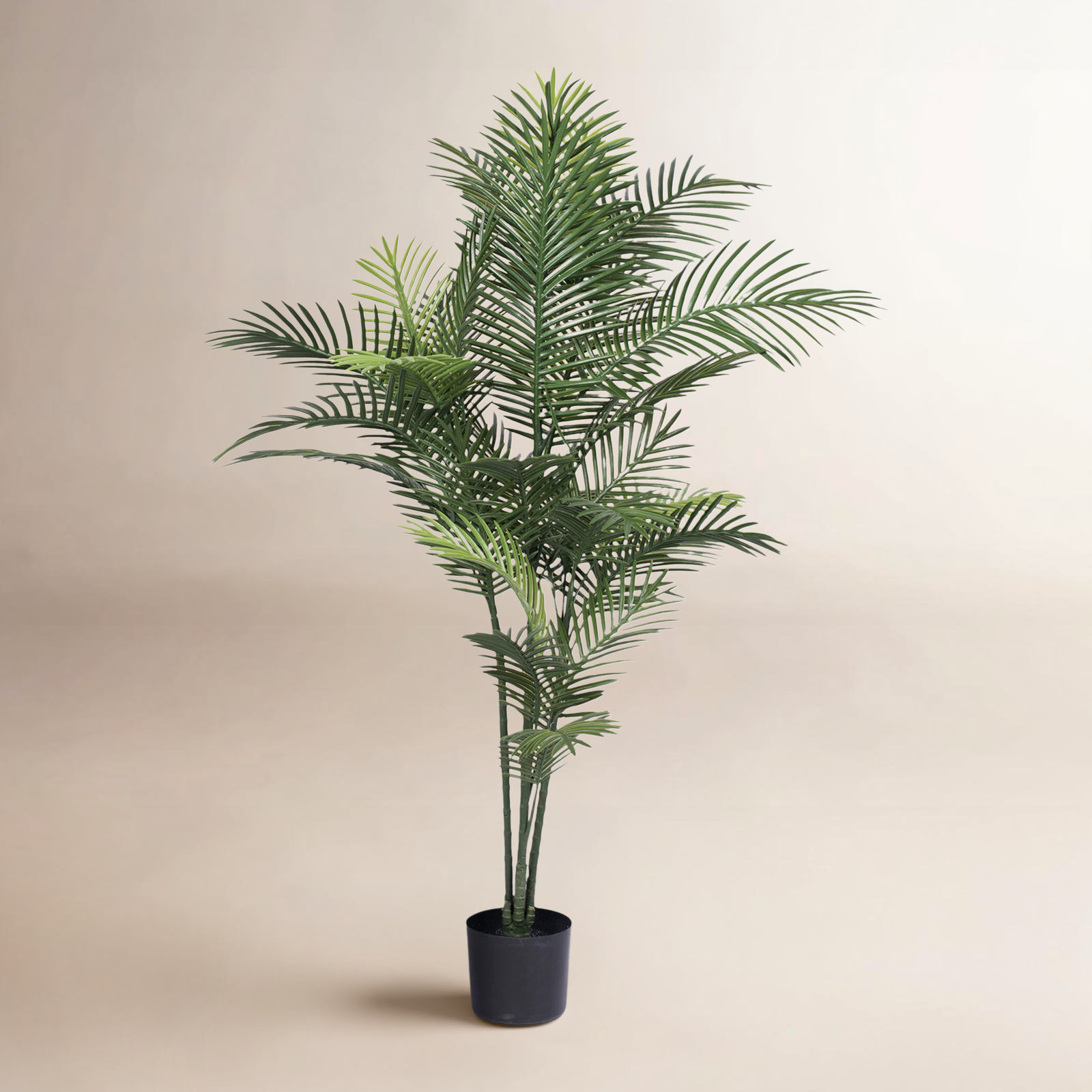60" Robellini Palm Tree in Pot