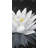 " Lotus Flower With Reflection "-98694514
