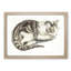 Cat by Johan Teyler - Framed Print-55621427-55621429