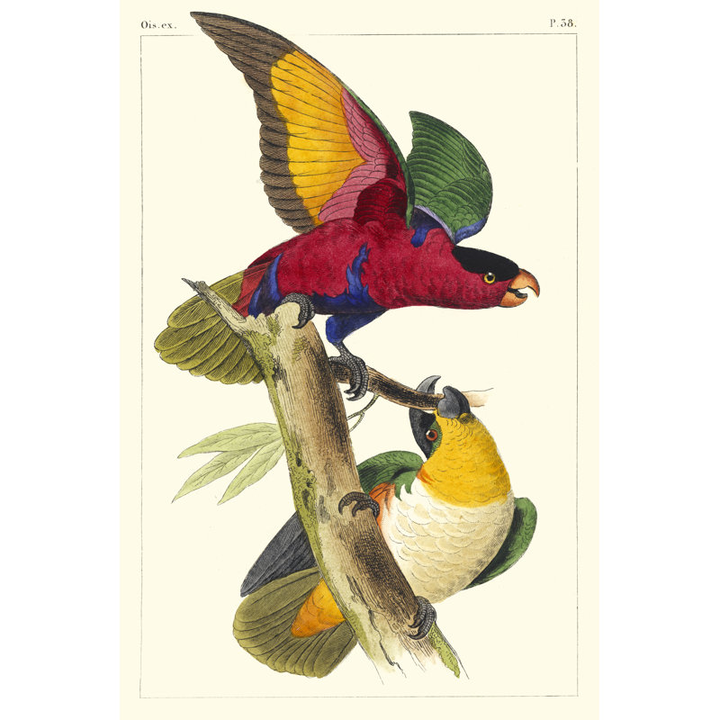 Lemaire Parrots I by C.L. Lemaire - Painting, 91cm H x 61cm W, Black Floater Framed