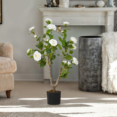 90cm Plant