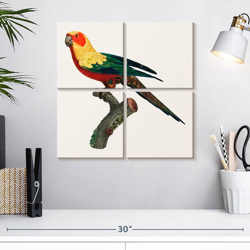 Brampt Sun Conure, 18" H x 18" W
