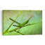 Green Stick Grasshopper Delicate Serene Grasshopper Nature Plant Wall Art Print 1 Piece Wrapped Canvas Wall Art-262034427