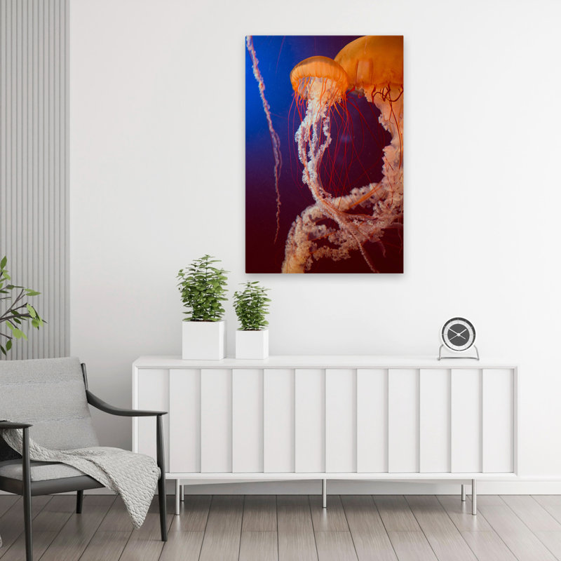 Jelly 3 - photographie d'art animalier, H 36 po x l 24 po
