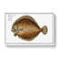 Turbot Fish by M.E. Bloch - Wrapped Canvas-55361704