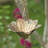 76" Long Iron Daisy Rain Chain