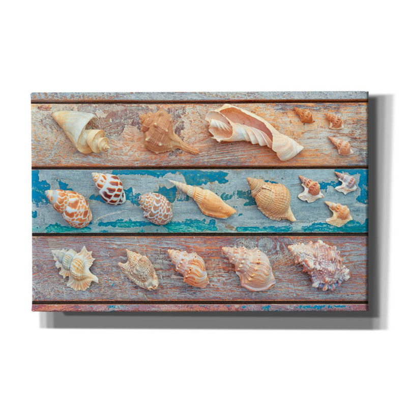 «Sea Snail Shells» par Cora Niele, art mural sur toile, H 26 po x l 40 po x P 1,5 po